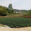 두원 태양광발전소 이미지