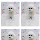 하늘펫살롱 이미지