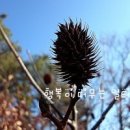 시샘달하루 이미지