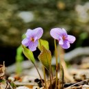 제비꽃 이미지