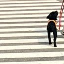 쫄랑쫄랑 이미지