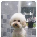 뽀송
