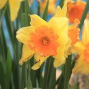 꽃지해안공원 이미지