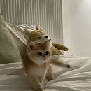 강남고양이분양 호야캣 | 강남고양이분양 호야캣, 브리티쉬숏헤어 분양