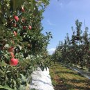 삼백농장 이미지