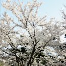당진-구절산 벚꽃산행 이미지