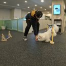 개버드 스쿨 이미지