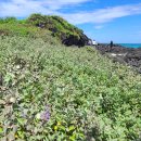 숨비기낭 이미지