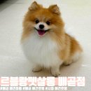 르블랑펫살롱 네이버블로그