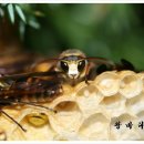 별머리방