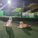 애견운동공원(하절기) 이미지