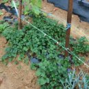 요한이네농장 이미지