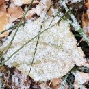 눈꽃이피다 이미지