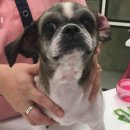 부일동물병원 이미지