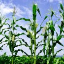 고향산촌 이미지