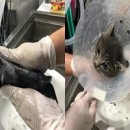 일산제일동물병원 네이버블로그