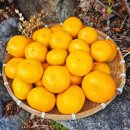 산하 제2농장 | 제주 서귀포 귤따기체험 하영담아 농장 조생귤 산하홍 택배주문 후기
