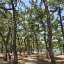 VIP힐링산악회 23번째 이야기** 강원도 강릉시 해파랑길 39코스트래킹 이미지