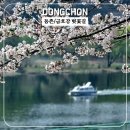 소호동 금호아파트(건너) | [동촌 금호강 벚꽃 투어] 코스·주차정보·개화상황 / 봄바람에 흩날리는 꽃비 후기.