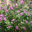 백구면사무소 이미지