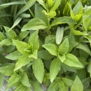 단석리산촌생태마을 이미지