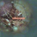 의정부24시IU동물병원 이미지