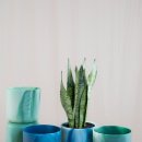 제선현 고양이 미용실 이미지