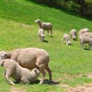 청풍목장 이미지