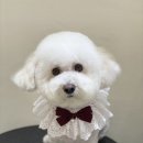 아미고 펫살롱 이미지