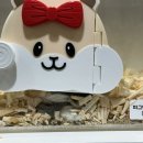 골든햄스터분양 탬펫 이미지