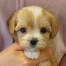 쓰담쓰담애견샵 이미지