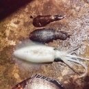 도동 낚시터 이미지