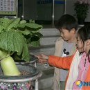 영광초등학교 앞 이미지