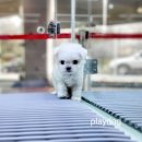 플레이독 파주본점 이미지