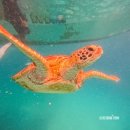 라메디 | 필리핀 여행 보홀 0.5박 숙소 라메디 리조트 입국팩 후기