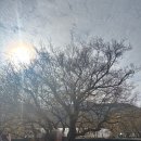 구례의길(남도이순신길) | 구례 산수유 시목지+남도 이순신길 백의종군로