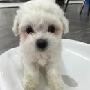 제주 헬로우펫 이미지