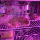 김해뒷고기 뒷통 이미지