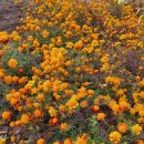 할망꽃쉼팡 민박 이미지