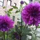 달달리아 이미지