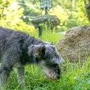 쁘띠독애견펜션 이미지