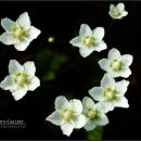 흔들리며 피는 꽃 이미지