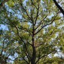 묵 리 | [이종민의 나무오디세이] 상수리나무 열매 도토리묵으로 ‘탱글탱글’