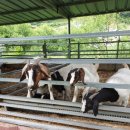 한우드림 이미지