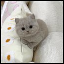 행복한 고양이 이미지