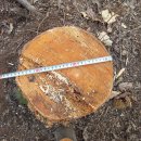 은평-046 이미지