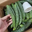 여주-0254 Daum카페
