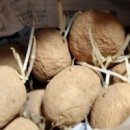 감자 키우기 재배 - 싹난 감자심기, 씨감자 심는방법, 꽃따기, 추비 이미지