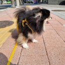 꽃단장하시개 이미지