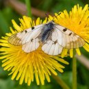 꽃민들레 이미지